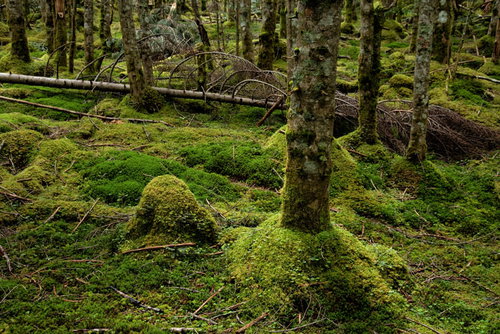 倒木と苔生す原生林の湿潤な大地～森の分解循環を映す
