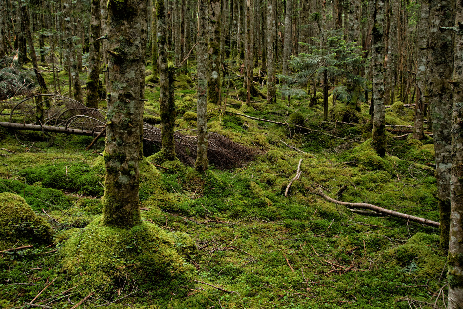 緑の苔で覆われた森の地面に細い木の幹が立っている様子