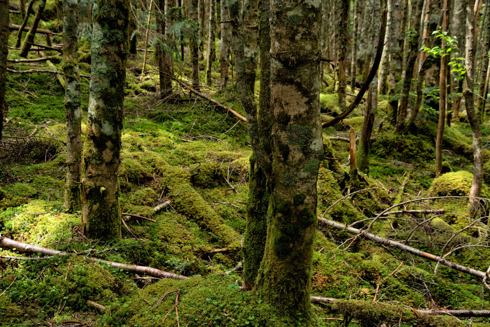 緑の苔に覆われた原生林の木々が立ち並ぶ自然風景