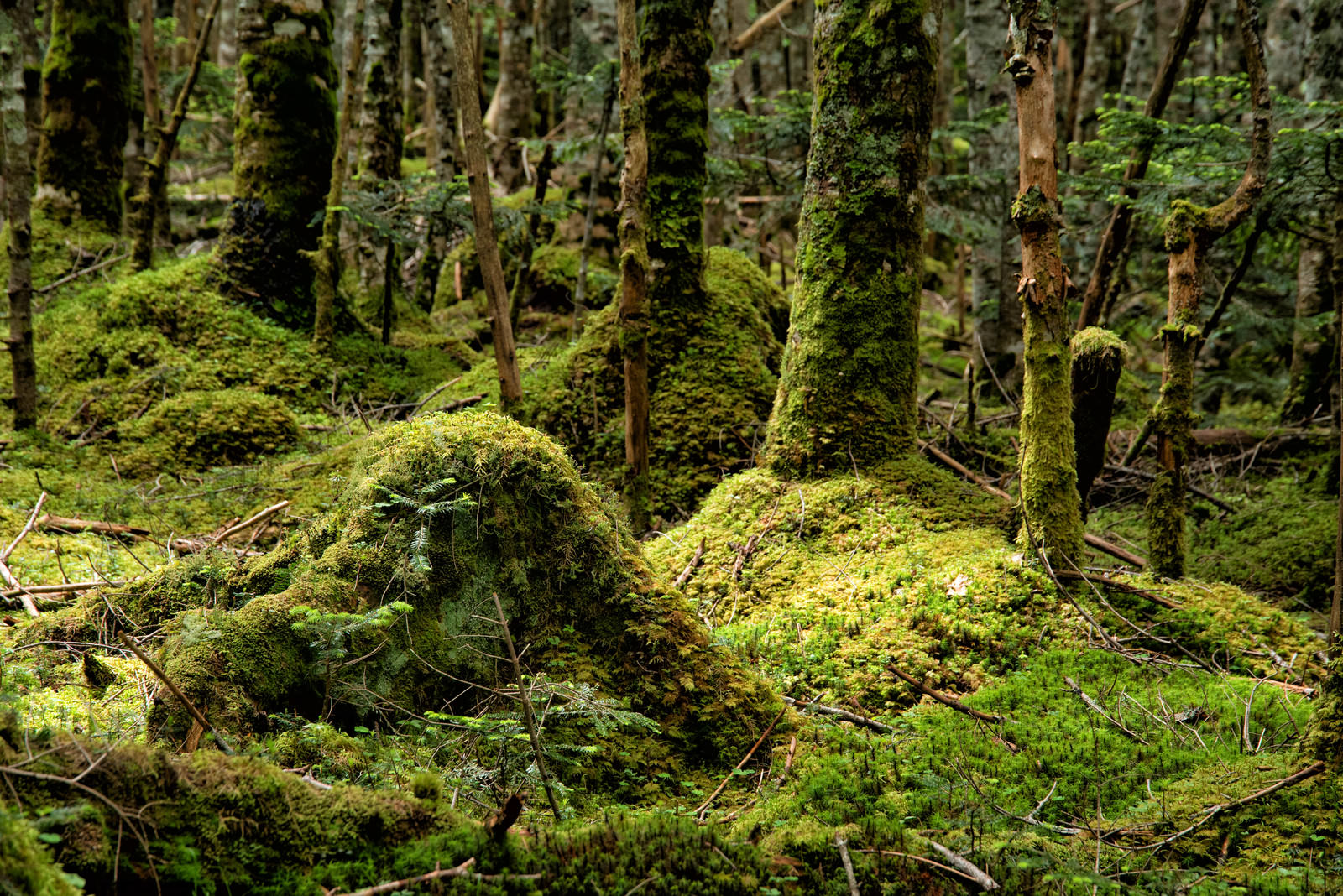 森の中で木々の根元や地面に鮮やかな緑色の苔が一面に生い茂っている様子