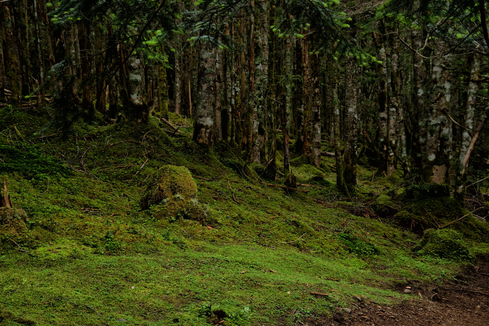 森の地面に広がる緑の苔と周囲に立つ細い木々の自然風景