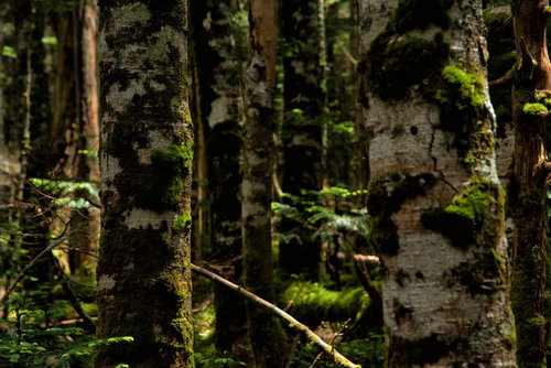 まだら模様の地衣類が付着した樹皮と木々の森