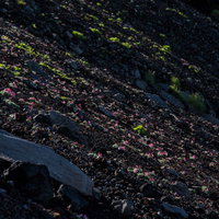 砂礫地に群生するコマクサの花、高山植物の貴重な自然風景の写真