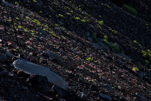 砂礫地に群生するコマクサの花、高山植物の貴重な自然風景
