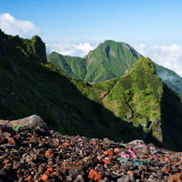 八ヶ岳の砂礫地に咲くコマクサの群生と阿弥陀岳の写真