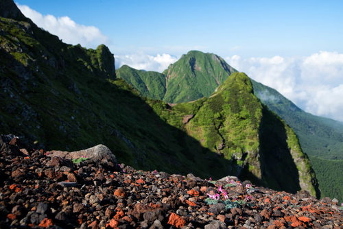 八ヶ岳の砂礫地に咲くコマクサの群生と阿弥陀岳
