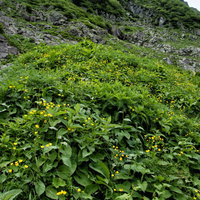 高山植物のミヤマキンポウゲが群生する山肌の写真