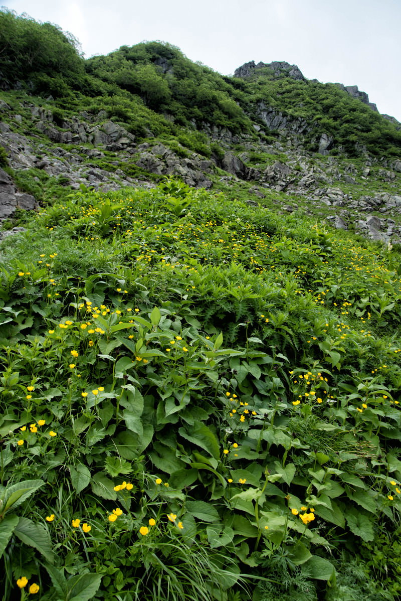 山の斜面に群生するミヤマキンポウゲの黄色い花と緑の葉