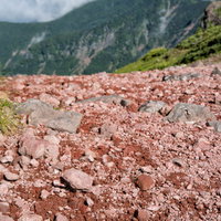 登山道の砂礫地にぽつんと咲くコマクサの花の写真