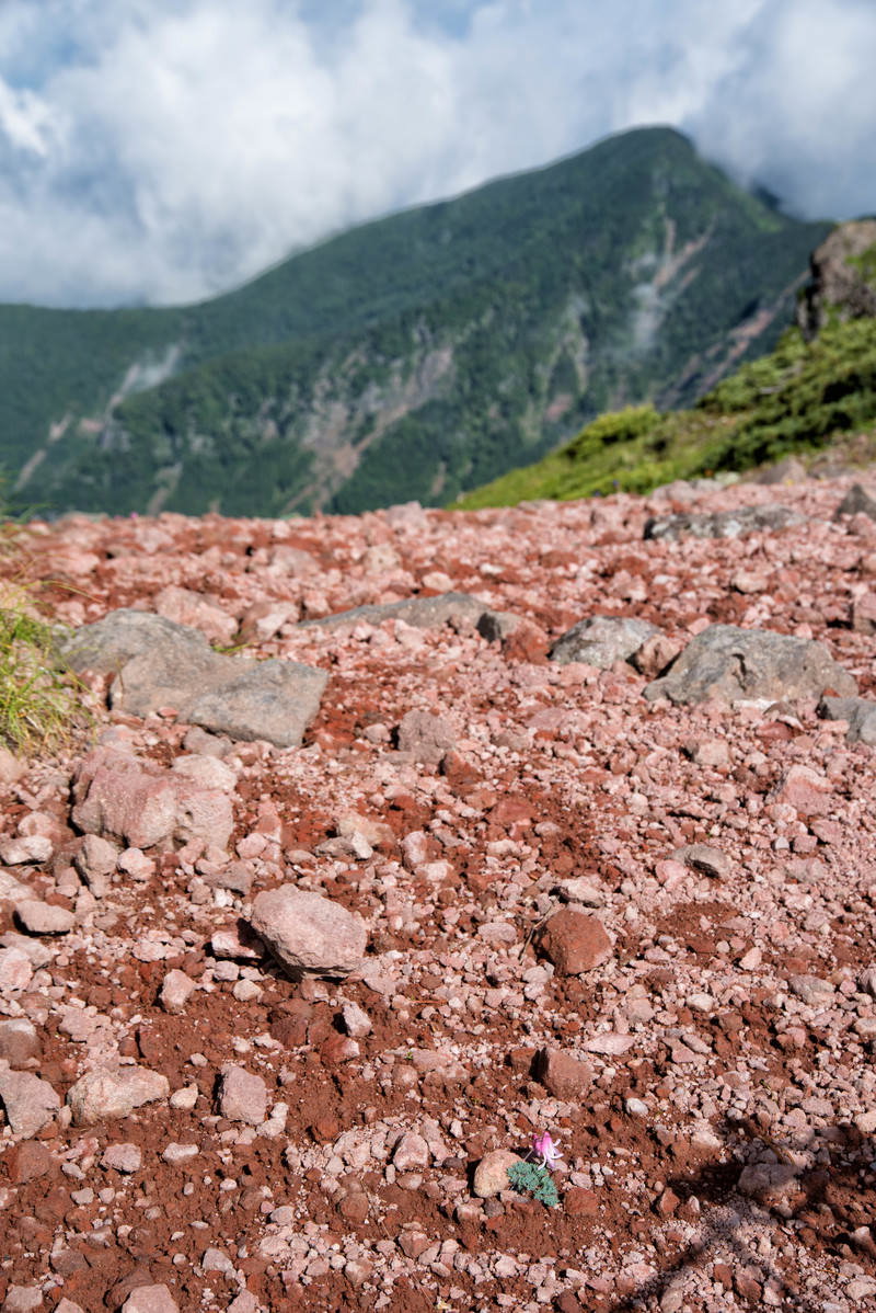 赤茶色の砂礫地に咲く淡いピンク色のコマクサの花と背景の山々
