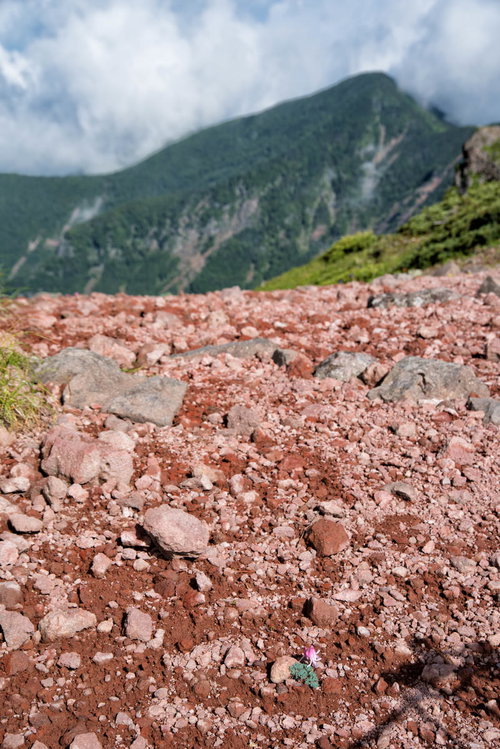 登山道の砂礫地にぽつんと咲くコマクサの花