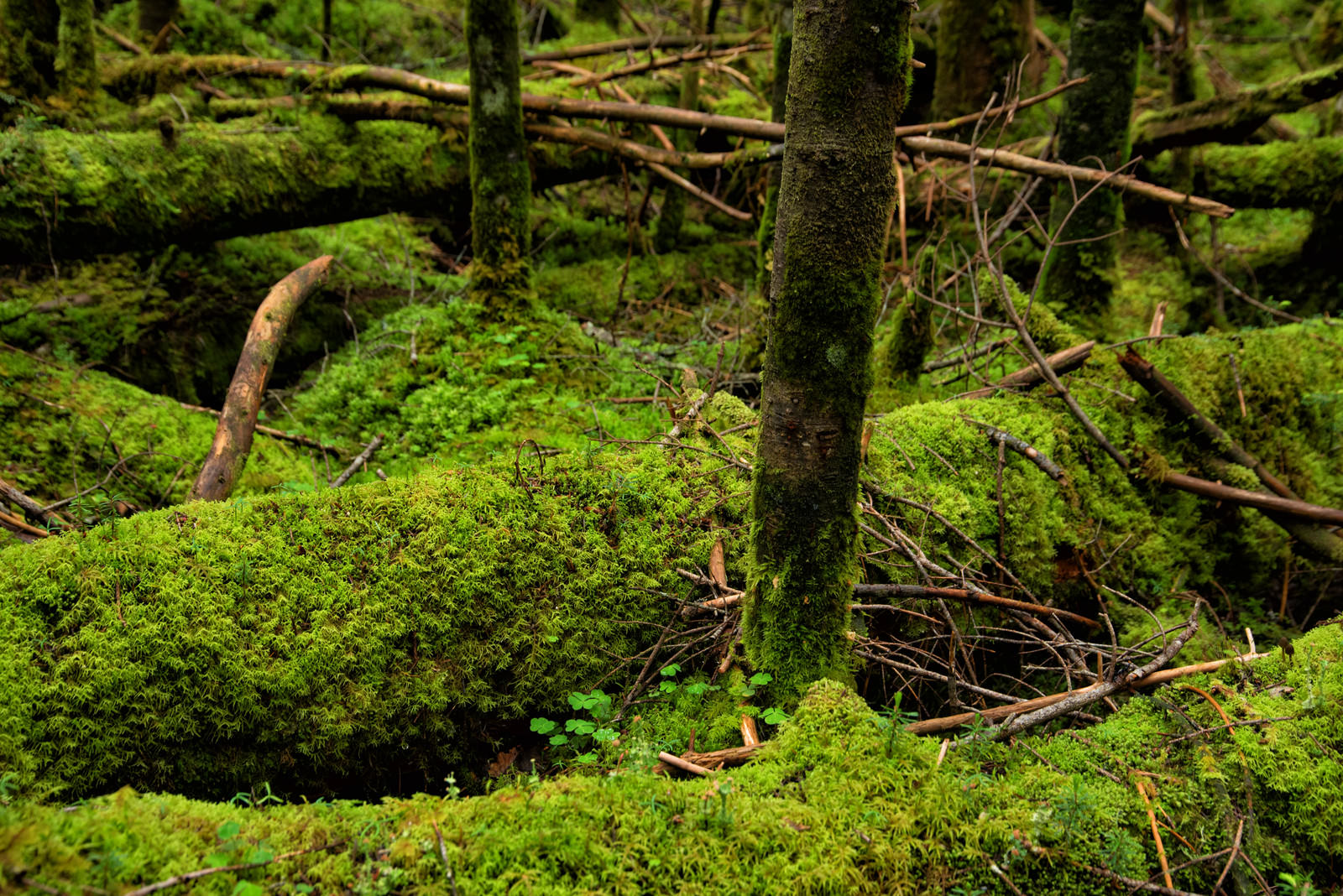 苔が覆う倒木と薄暗い森の風景