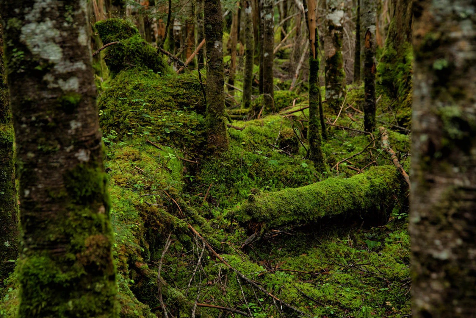 倒木に密生する鮮やかな緑色の苔に覆われた森林の様子