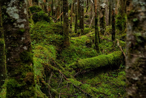 森の倒木を覆い隠す苔
