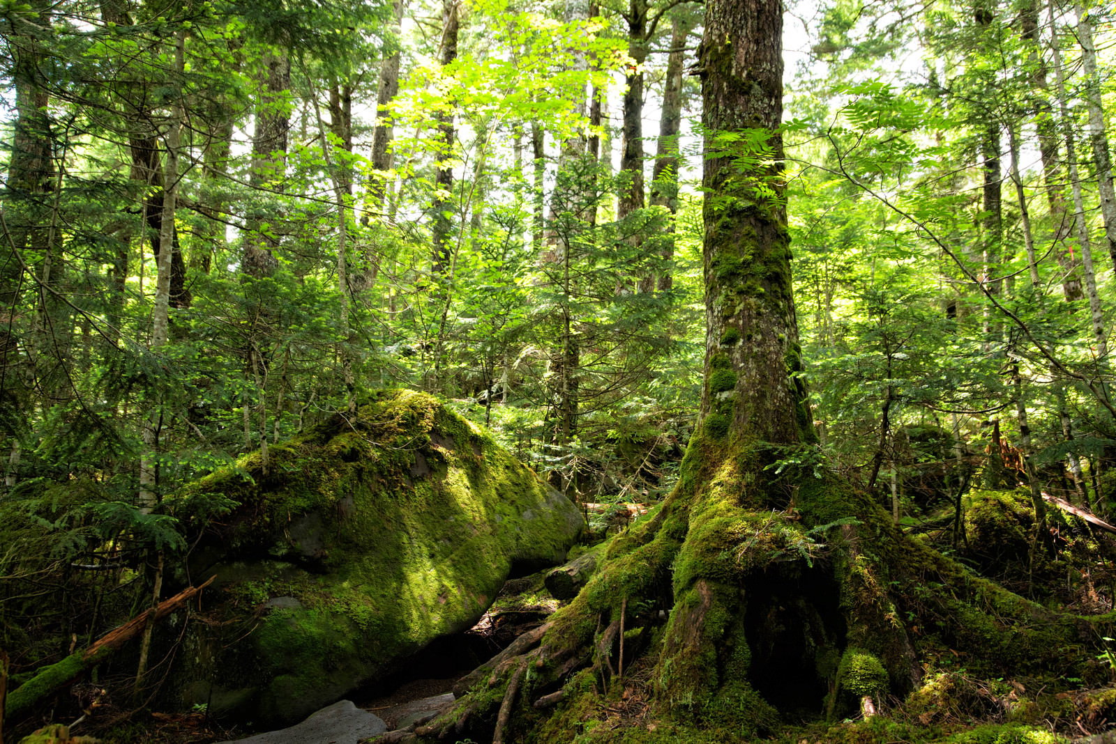 苔に覆われた北八ヶ岳の森林に木漏れ日が差し込む風景
