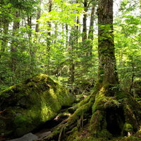 苔に覆われた北八ヶ岳の森に差し込む木漏れ日の写真