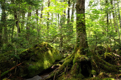 苔に覆われた北八ヶ岳の森に差し込む木漏れ日