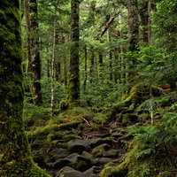 北八ヶ岳の原生林を抜ける苔生す登山道（八ヶ岳連峰）の写真