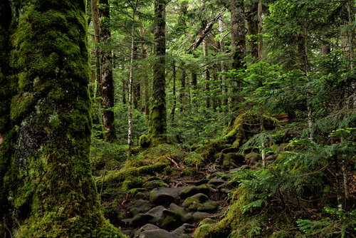 北八ヶ岳の原生林を抜ける苔生す登山道（八ヶ岳連峰）