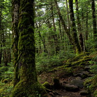 北八ヶ岳の原生林を抜ける苔むした石の登山道の写真