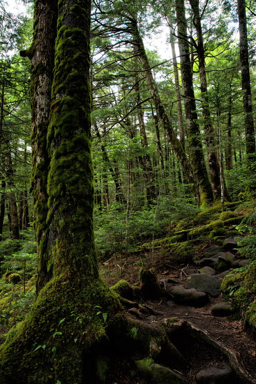 北八ヶ岳の原生林を抜ける苔むした石の登山道
