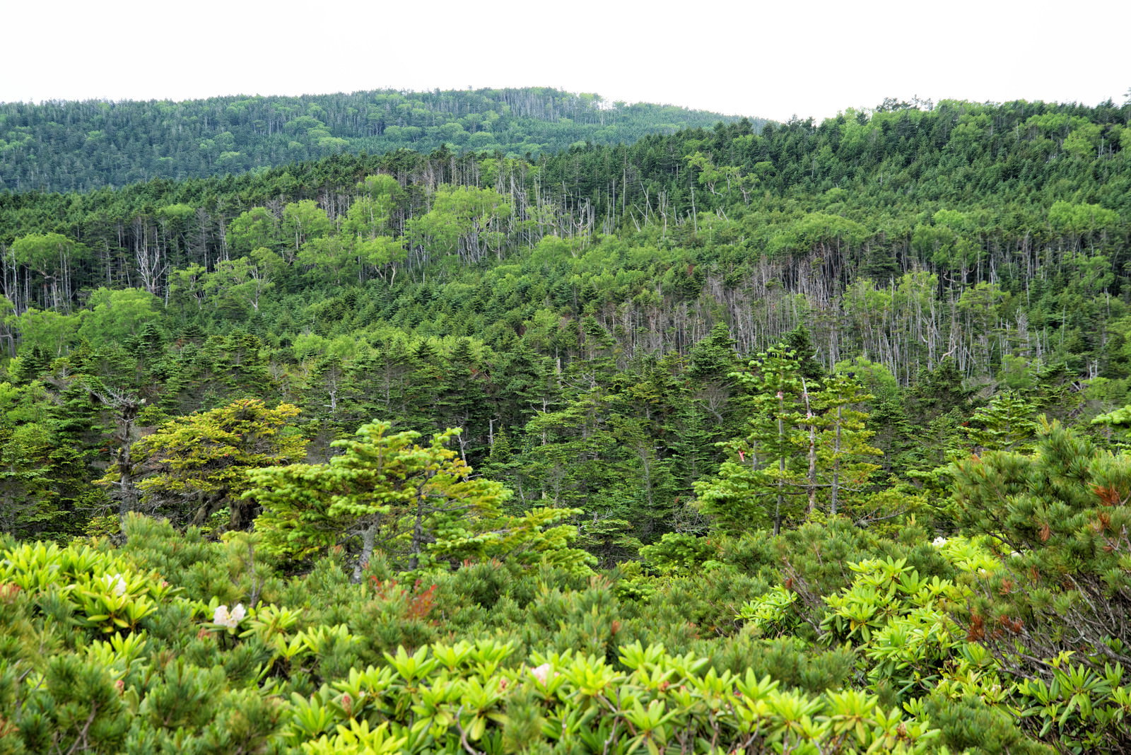 八ヶ岳連峰の北八ヶ岳に広がる緑豊かな森林の風景