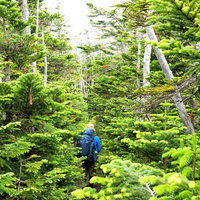 北八ヶ岳の森を歩く登山者の姿（八ヶ岳連峰）の写真