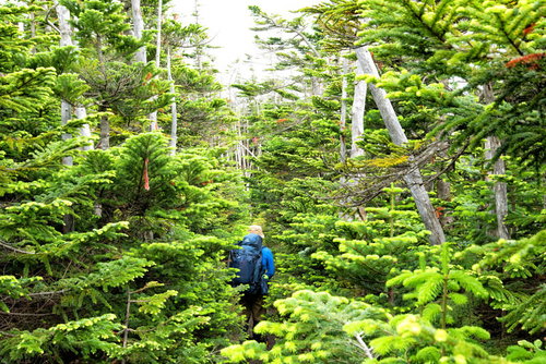 北八ヶ岳の森を歩く登山者の姿（八ヶ岳連峰）