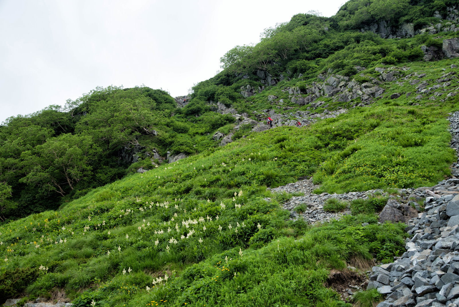 北穂高南陵の岩場で高山植物の間を進む登山者