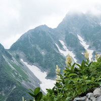 北穂高岳に咲く高山植物、コバイケイソウの群生の写真