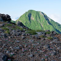 南八ヶ岳の砂礫地に咲く高山植物の女王・コマクサの群生の写真