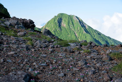 南八ヶ岳の砂礫地に咲く高山植物の女王・コマクサの群生