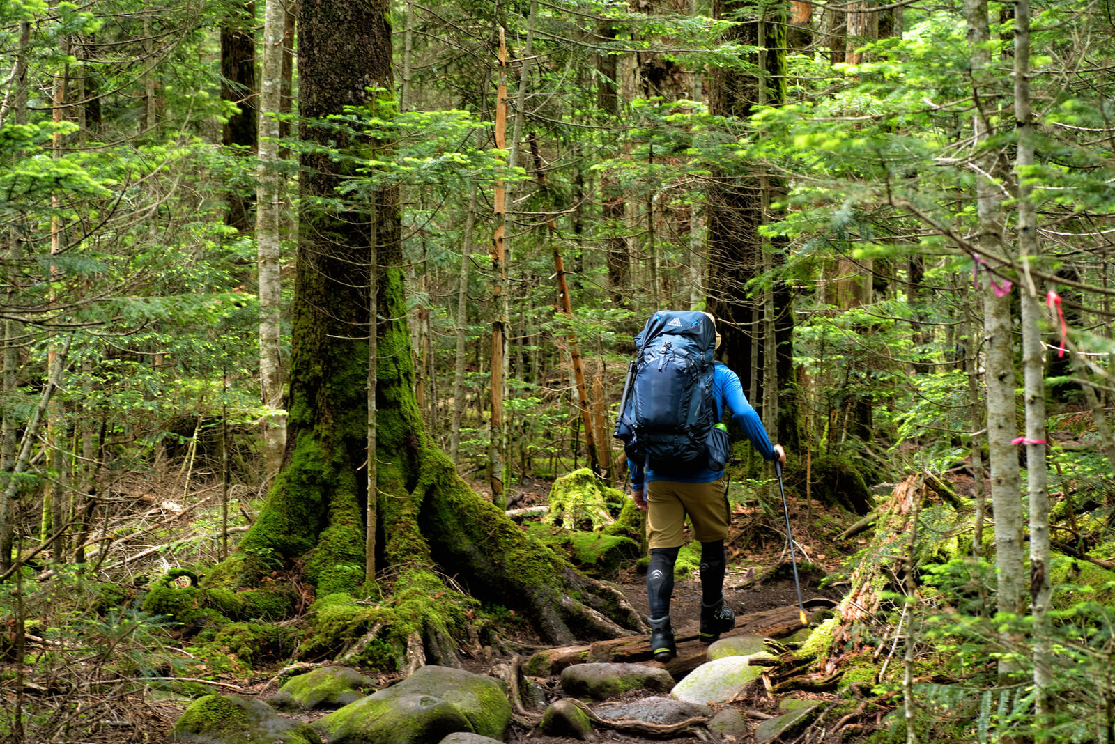 青いリュックサックを背負った登山者が原生林の中を歩く様子