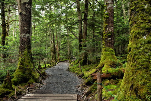 苔生す原生林を貫く遊歩道の散策路