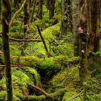 森の地面を覆い隠すほどに群生する苔と樹木の写真