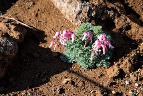 登山道で見つけた大きなコマクサの株と高山の砂礫地