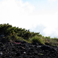 砂礫地に息吹く高山植物の女王・コマクサの花の写真