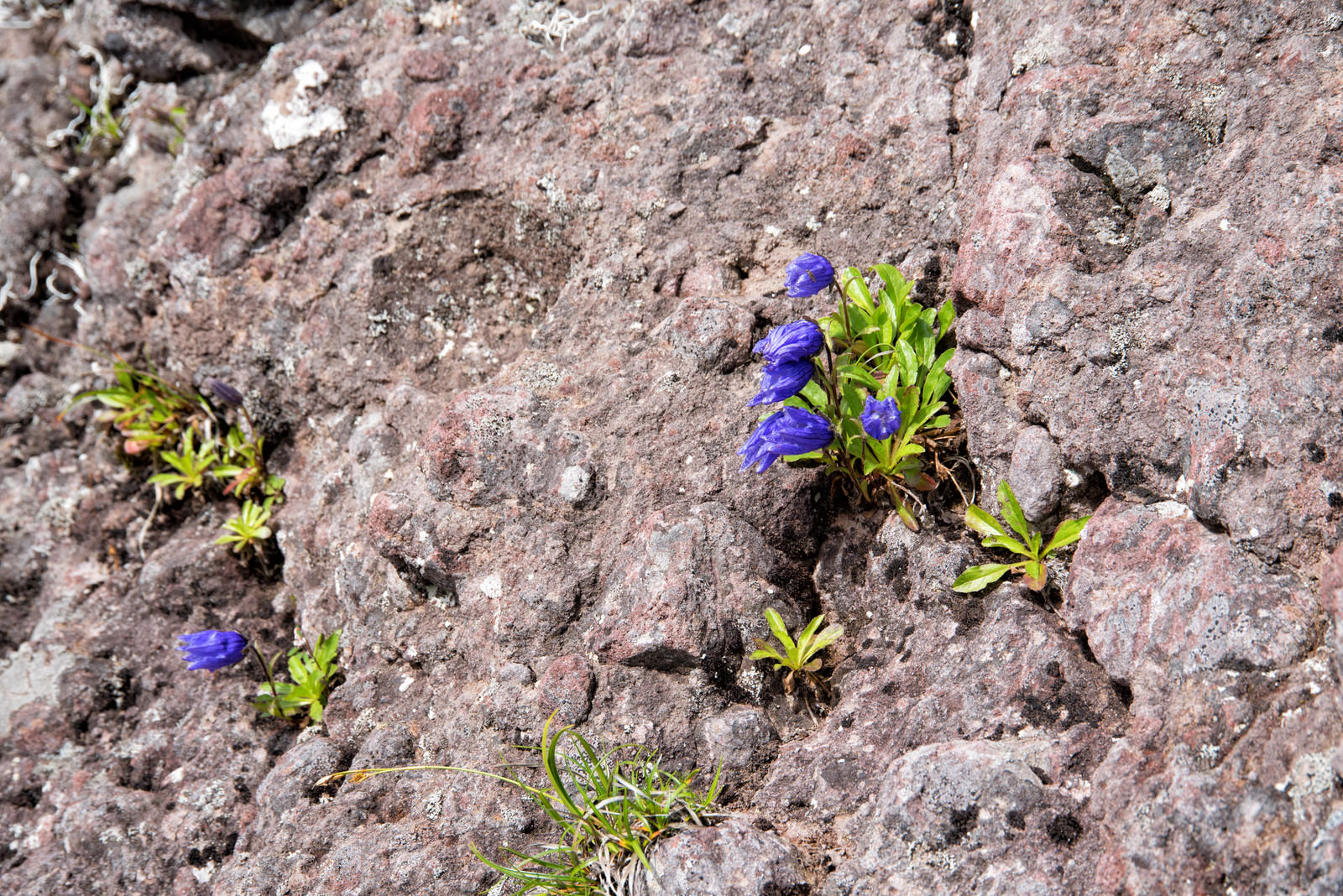 岩肌の隙間に咲く青紫色の高山植物の花と緑の葉