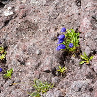 岩肌の隙間にしがみ付いて咲く高山植物の青紫色の花の写真
