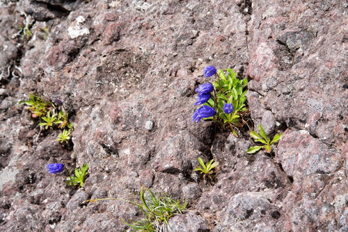 岩肌の隙間にしがみ付いて咲く高山植物の青紫色の花