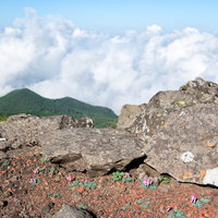 岩陰に咲くコマクサと高山の岩場：ピンク色の高山植物の写真