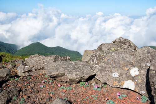 岩陰に咲くコマクサと高山の岩場：ピンク色の高山植物