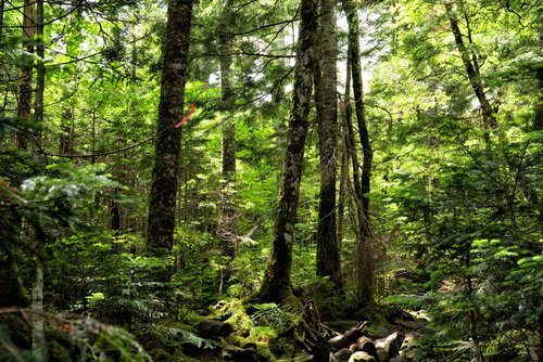 新緑期の北八ヶ岳の原生林と登山道を彩る樹海