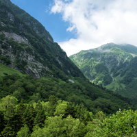 北アルプス本谷の原生林に差す木漏れ日の写真