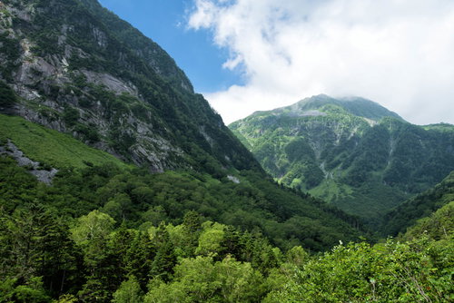 北アルプス本谷の原生林に差す木漏れ日