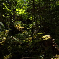 原生林を照らす太陽の光が差し込む森林風景の写真