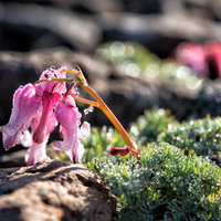 朝露に濡れるコマクサの花と岩場の風景、高山植物の夏の写真