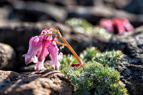 朝露に濡れるコマクサの花と岩場の風景、高山植物の夏