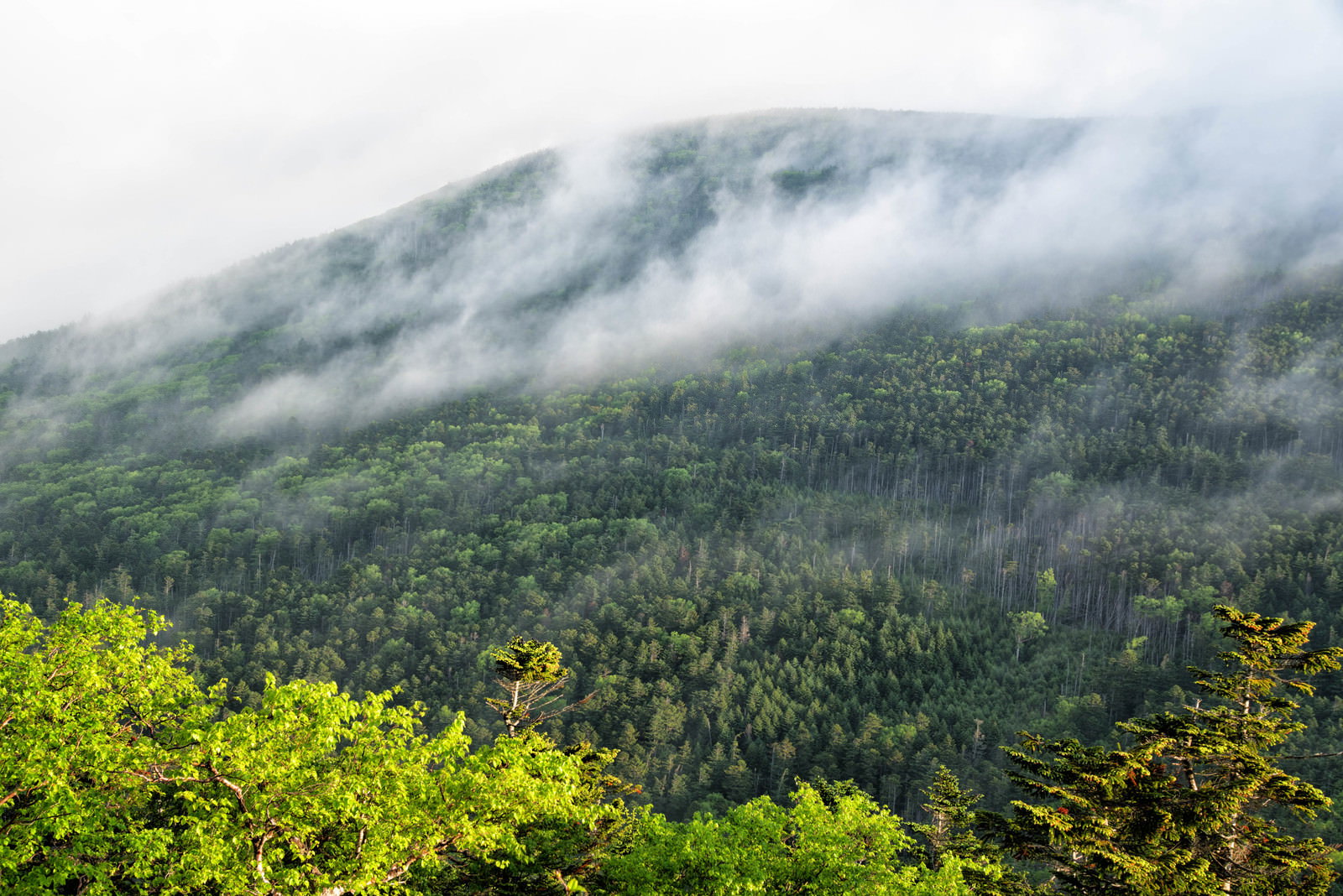 朝靄が山の森を覆い、緑豊かな木々と霧が幻想的な風景を作り出している