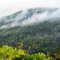 朝靄が流れ行く深い森の山々と緑の葉が茂る風景の写真
